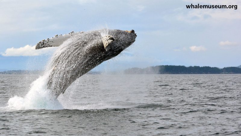 HumpbackBreach2