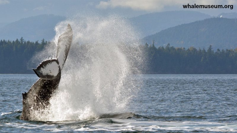 HumpbackTailSlap