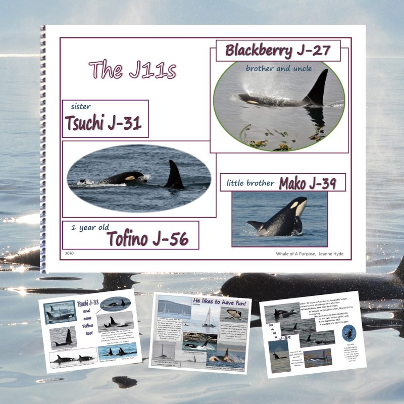 J11s GlimpseBooklet 2020