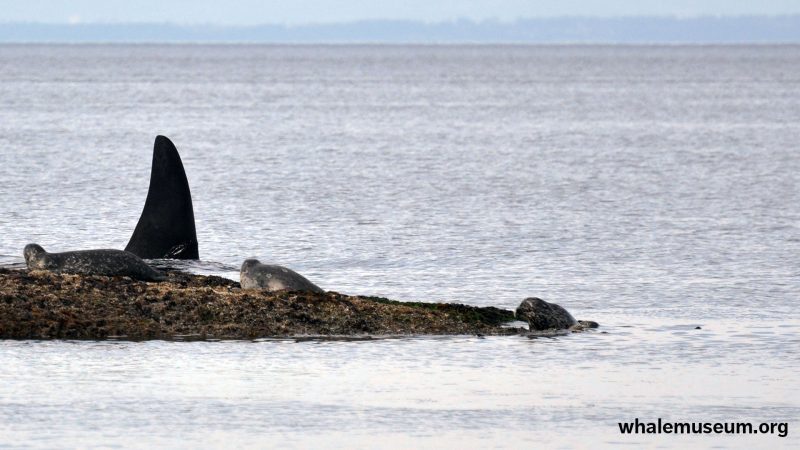 OrcaHarborSeal