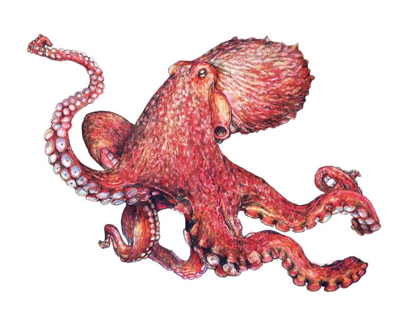 RosieFernePrintOctopus