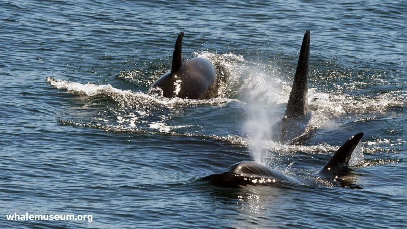 ThreeOrcas