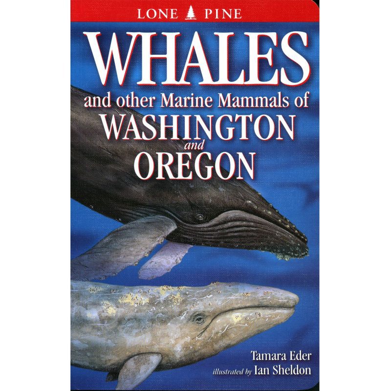 Whales Washington and Oregon